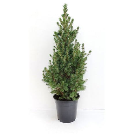 Picea gl. 'Conica'