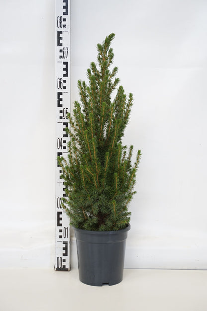 Picea gl. &