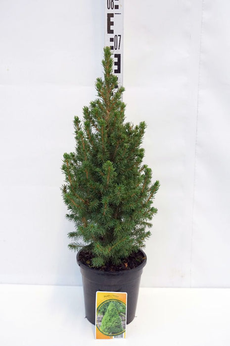 Picea gl. "Conica"