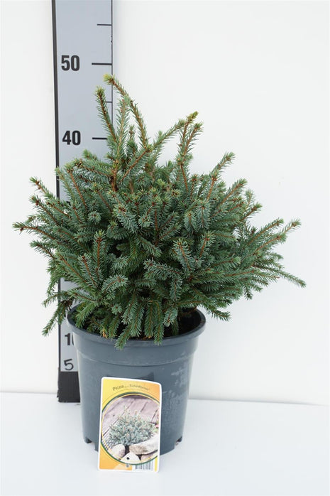 Picea gl. 'Echiniformis'