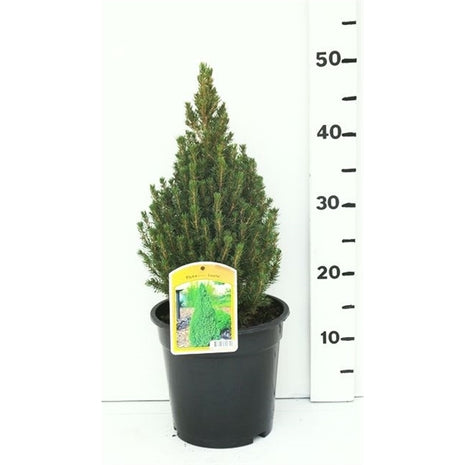 Picea gl. 'Laurin'