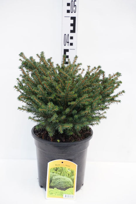 Picea omorika "Karel"