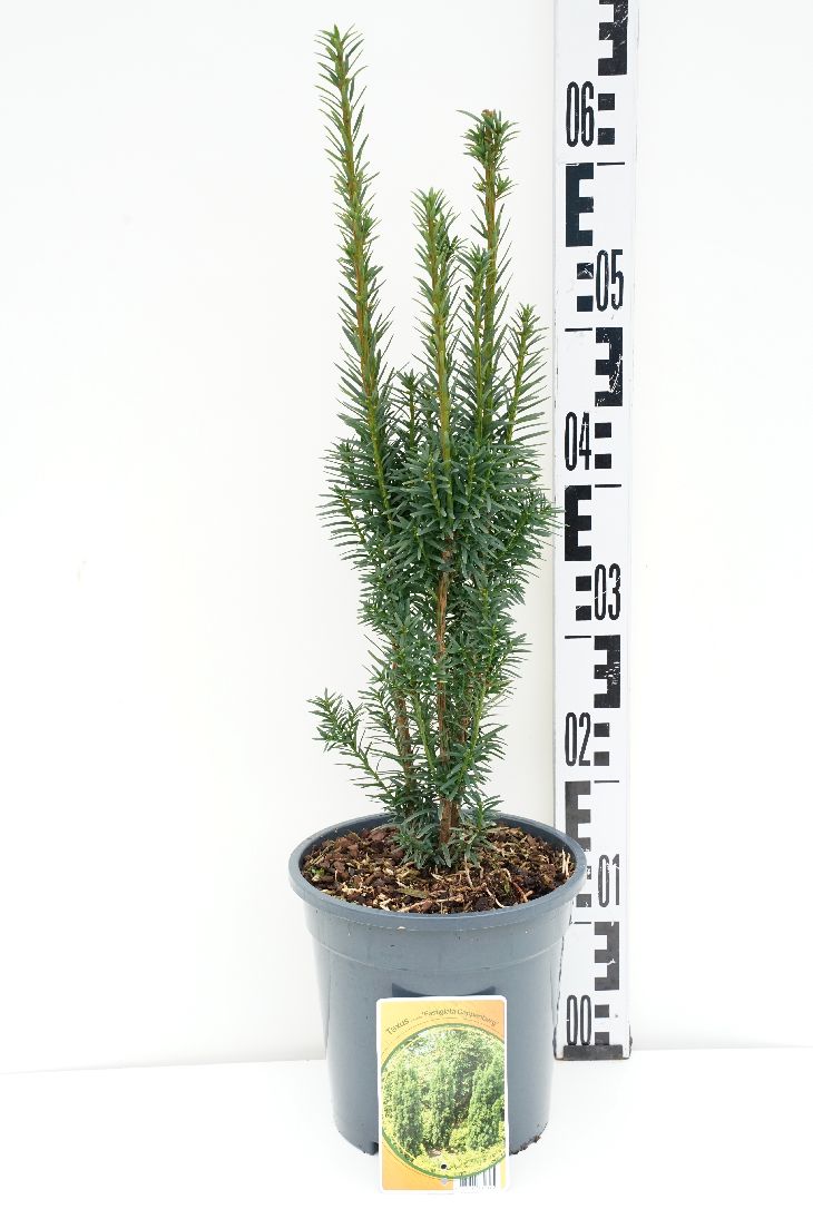 Taxus baccata &