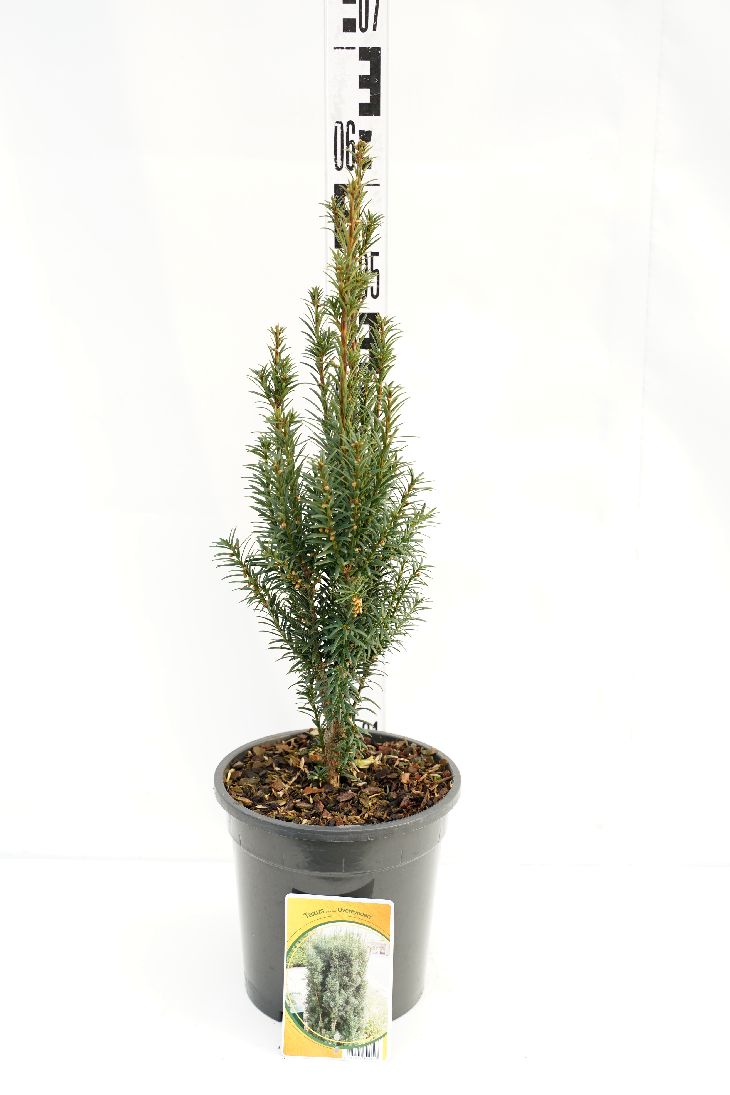 Taxus baccata &