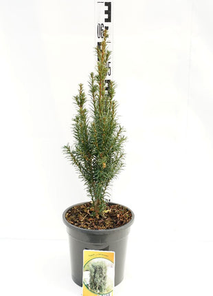 Taxus b. 'Overeynderi'