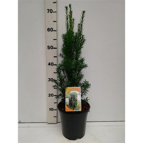 Taxus b. 'Overeynderi'