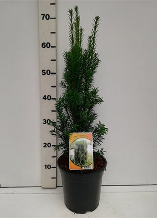 Taxus b. 'Overeynderi'