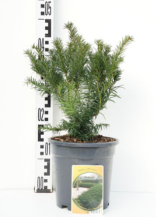 Taxus b. 'Repandens'