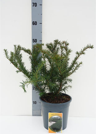 Taxus b. 'Repandens'