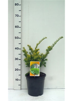 Taxus b. 'Semperaurea'