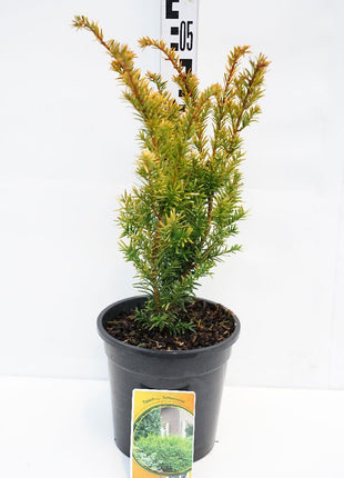 Taxus b. 'Semperaurea'