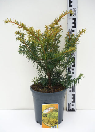 Taxus b. 'Summergold'