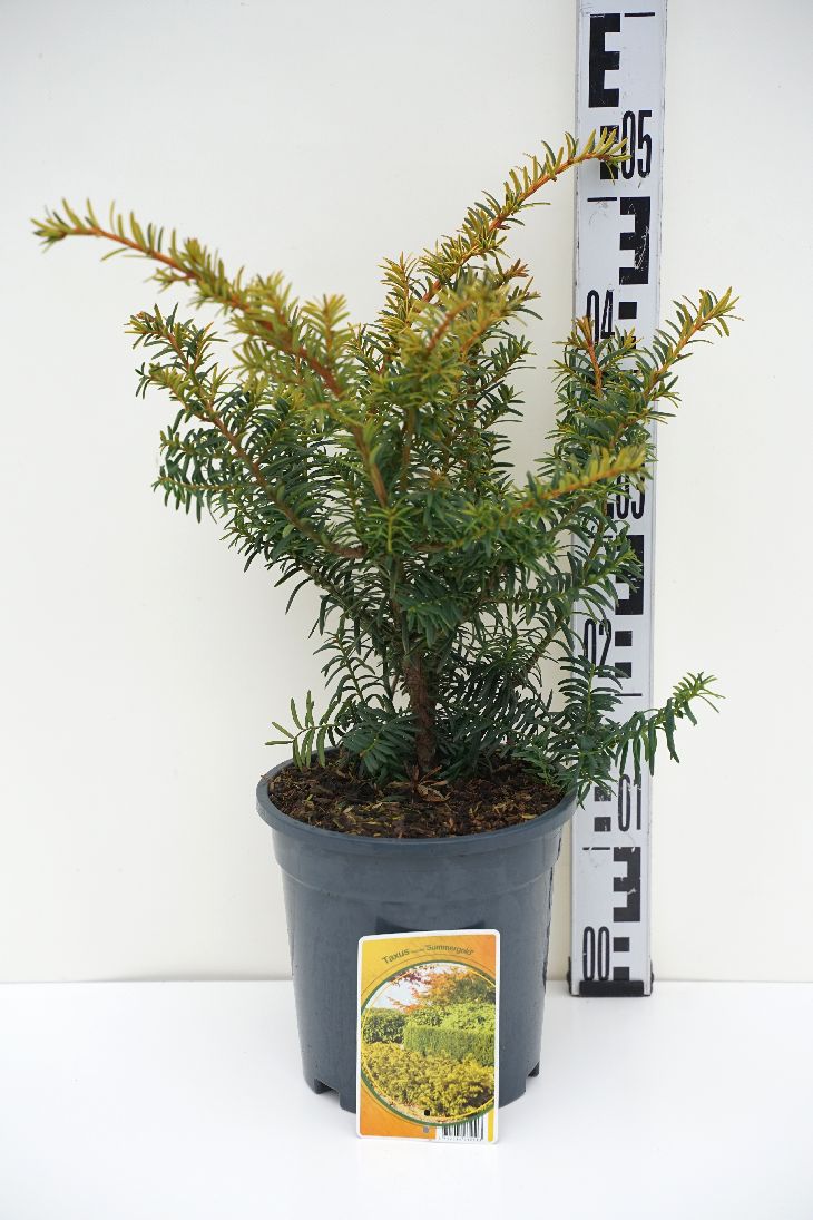 Taxus baccata &