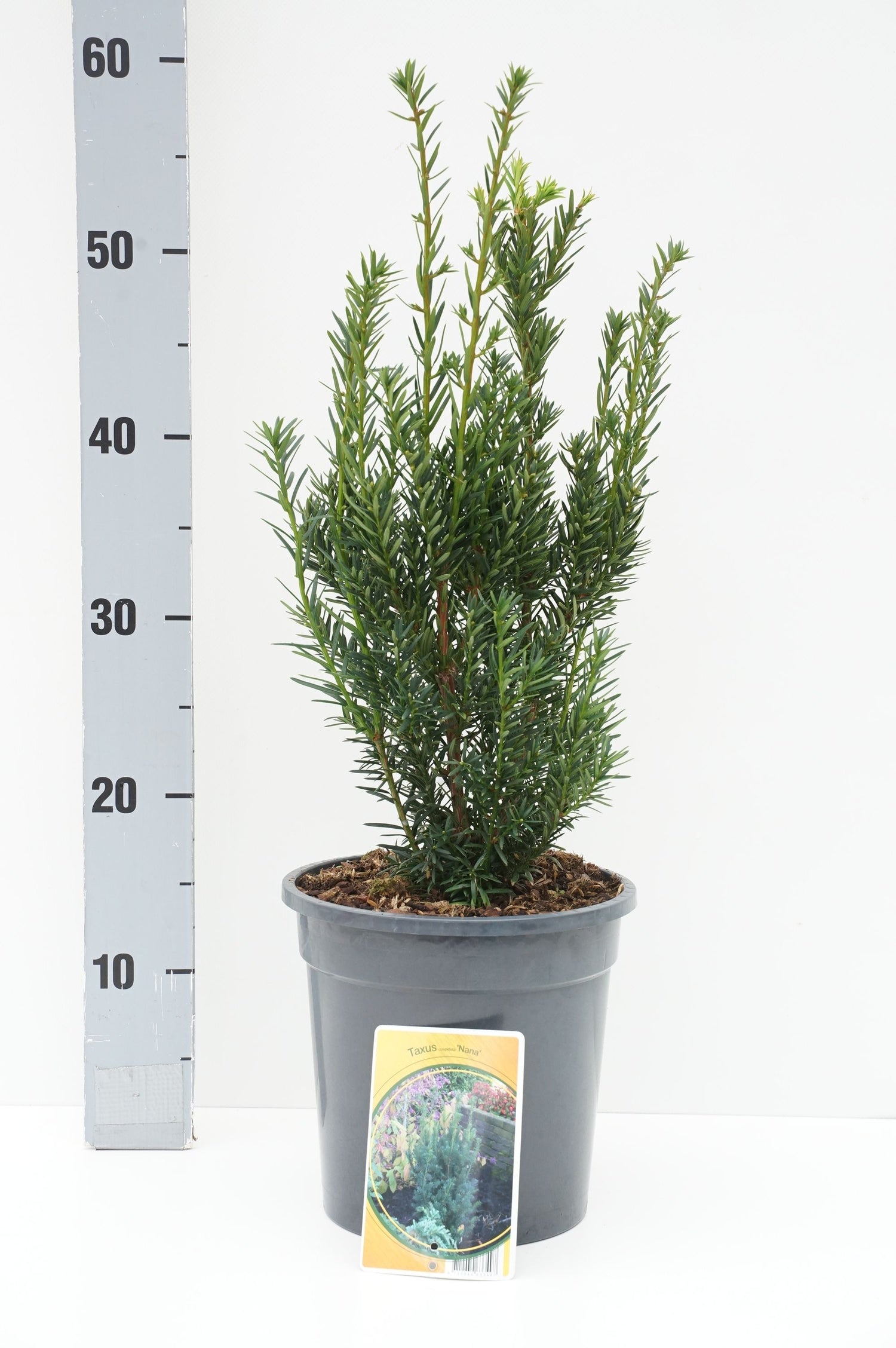 Taxus cuspidata nana C1 (1 liters kruka)