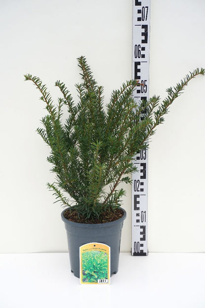 Taxus media &