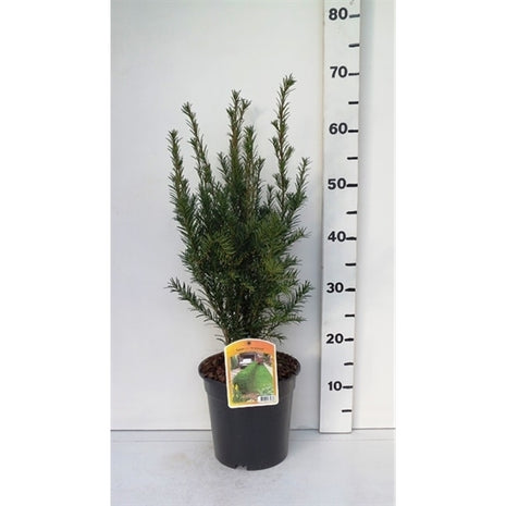 Taxus media 'Groenland'