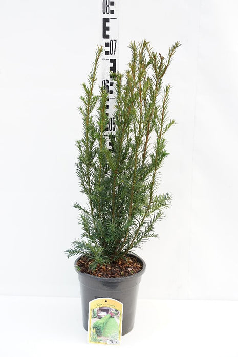 Taxus media 'Groenland'