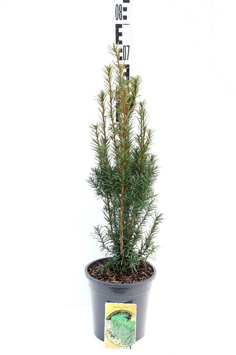 Taxus media 'Hicksii'