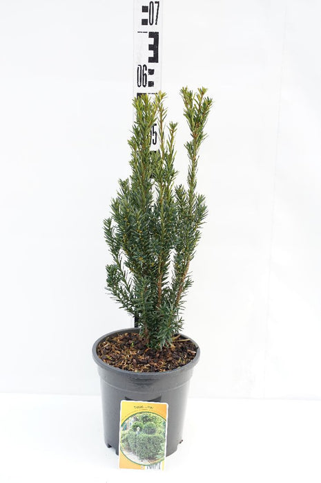 Taxus media 'Hillii'