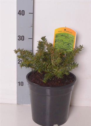 Taxus media "Nidiformis"