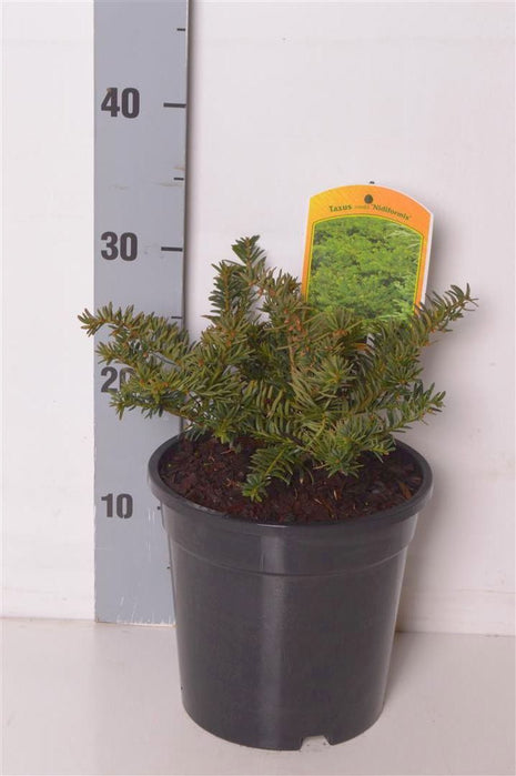 Taxus media "Nidiformis"