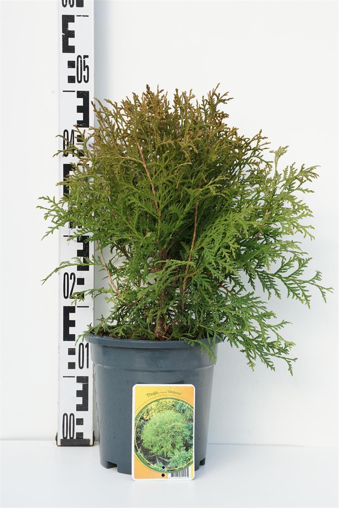 Thuja occidentalis &