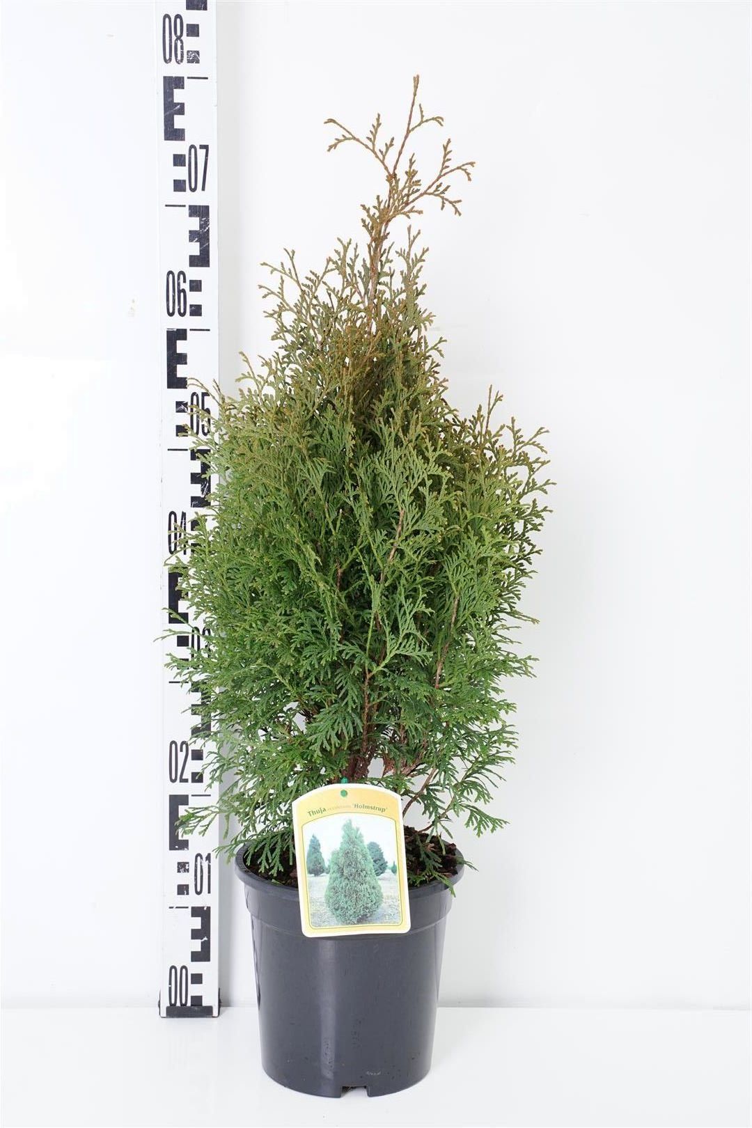 Thuja occ. &