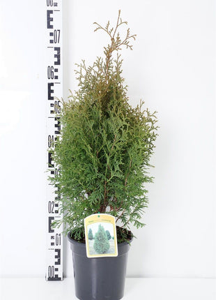 Thuja jne. "Holmstrup"