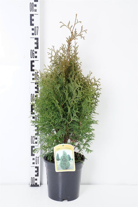 Thuja occ. 'Holmstrup'