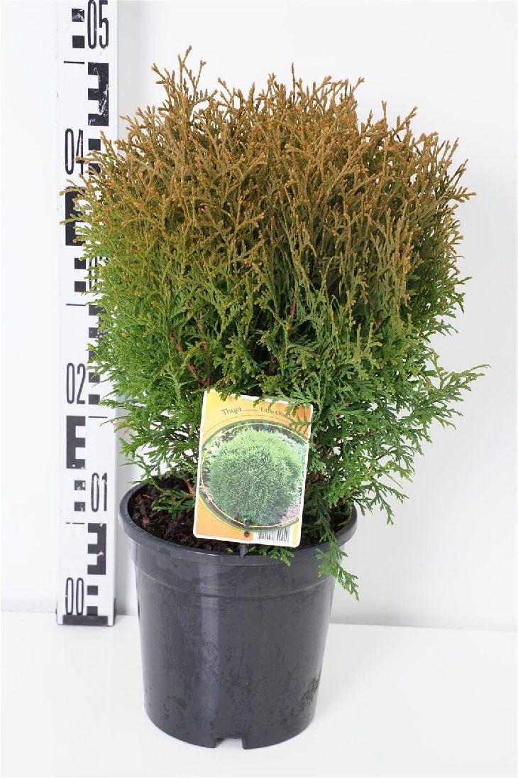 Thuja occ. &