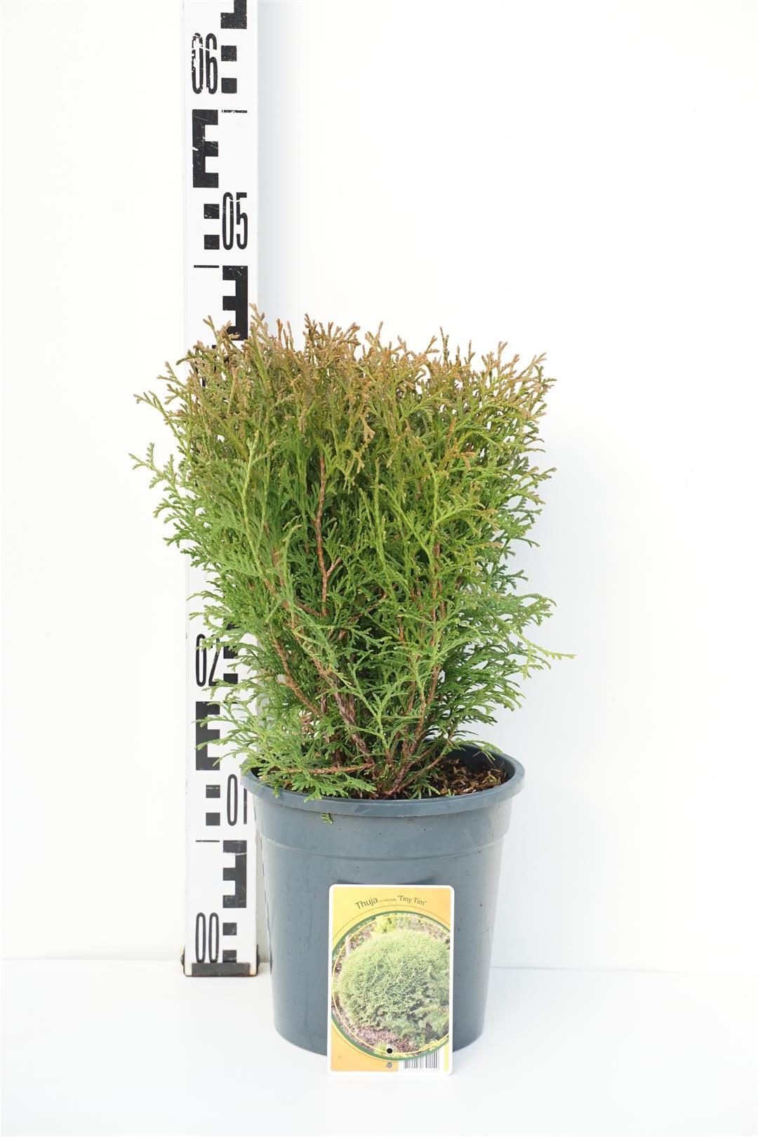 Thuja occ. &