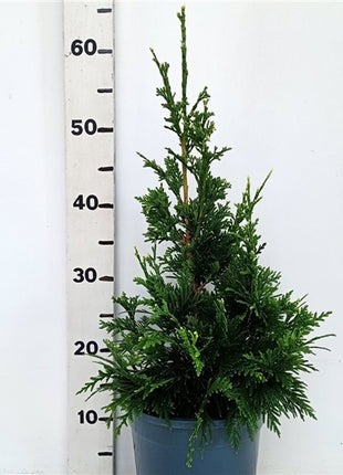 Thuja pl. 'Can-Can'