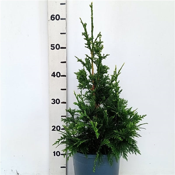 Thuja pl. &