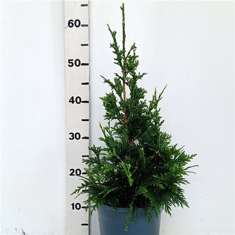 Thuja pl. "Cancan"