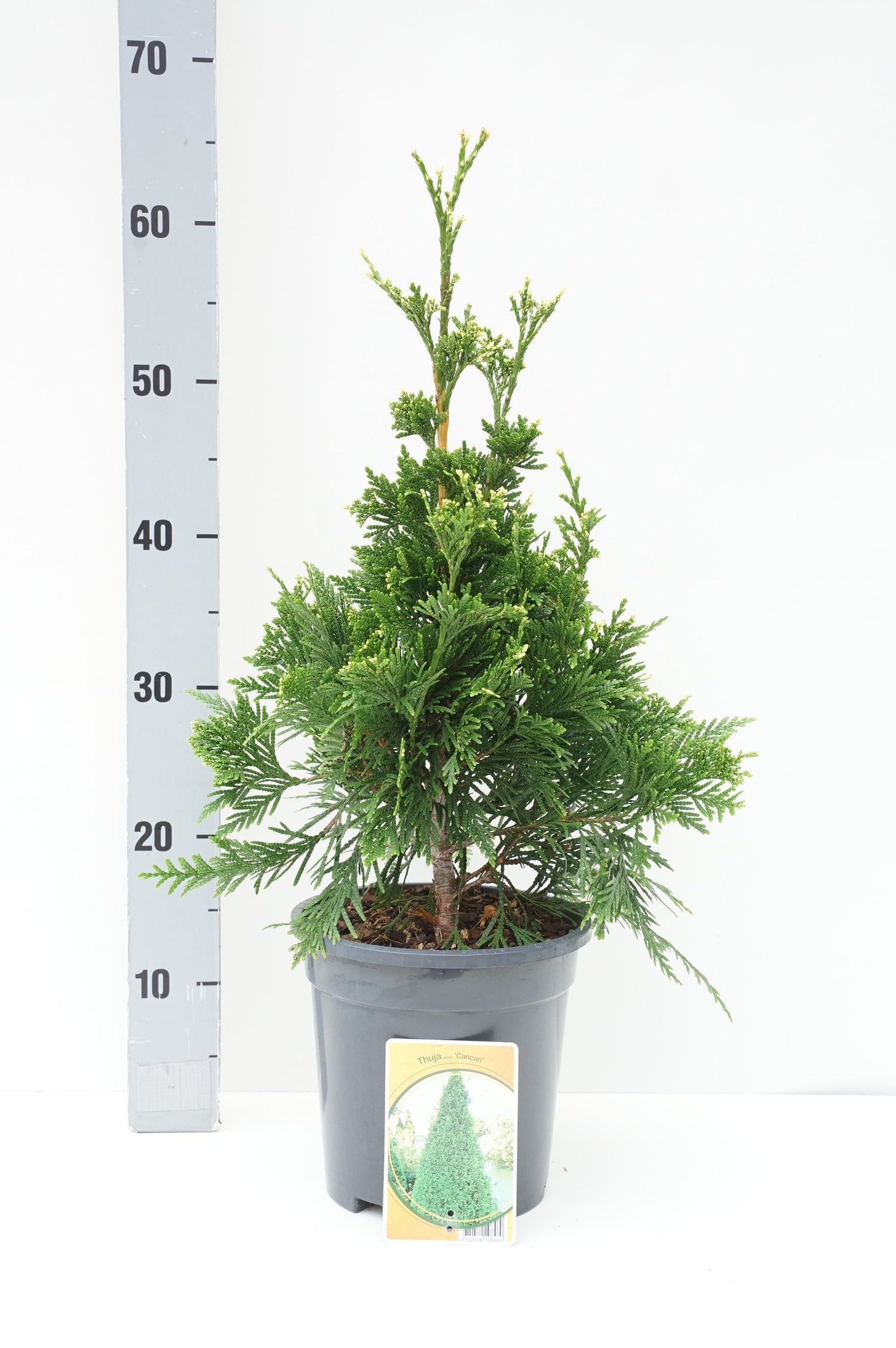 Thuja pl. &
