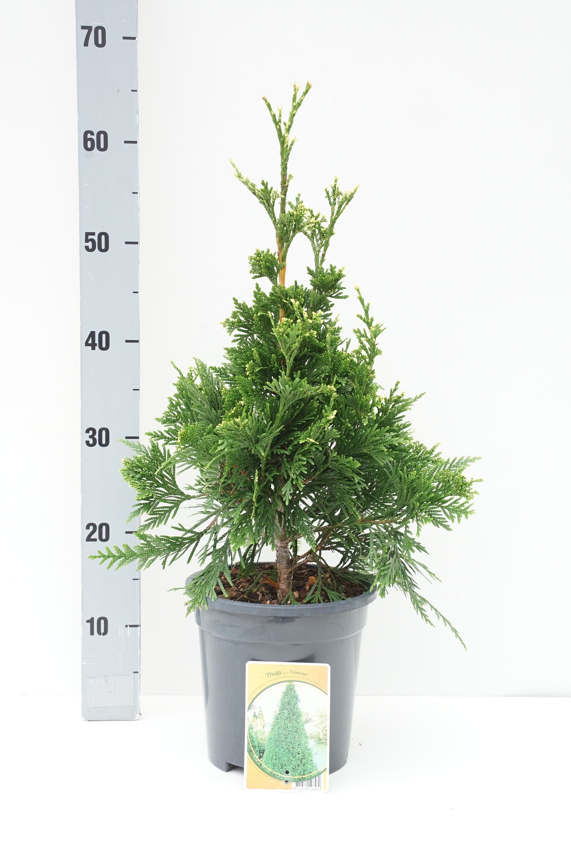 Thuja pl. &