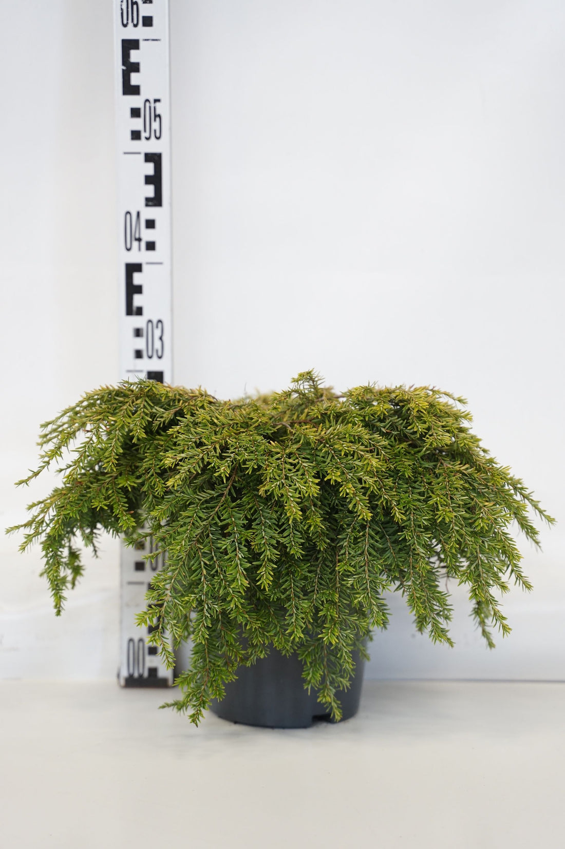 Hemlock can. &