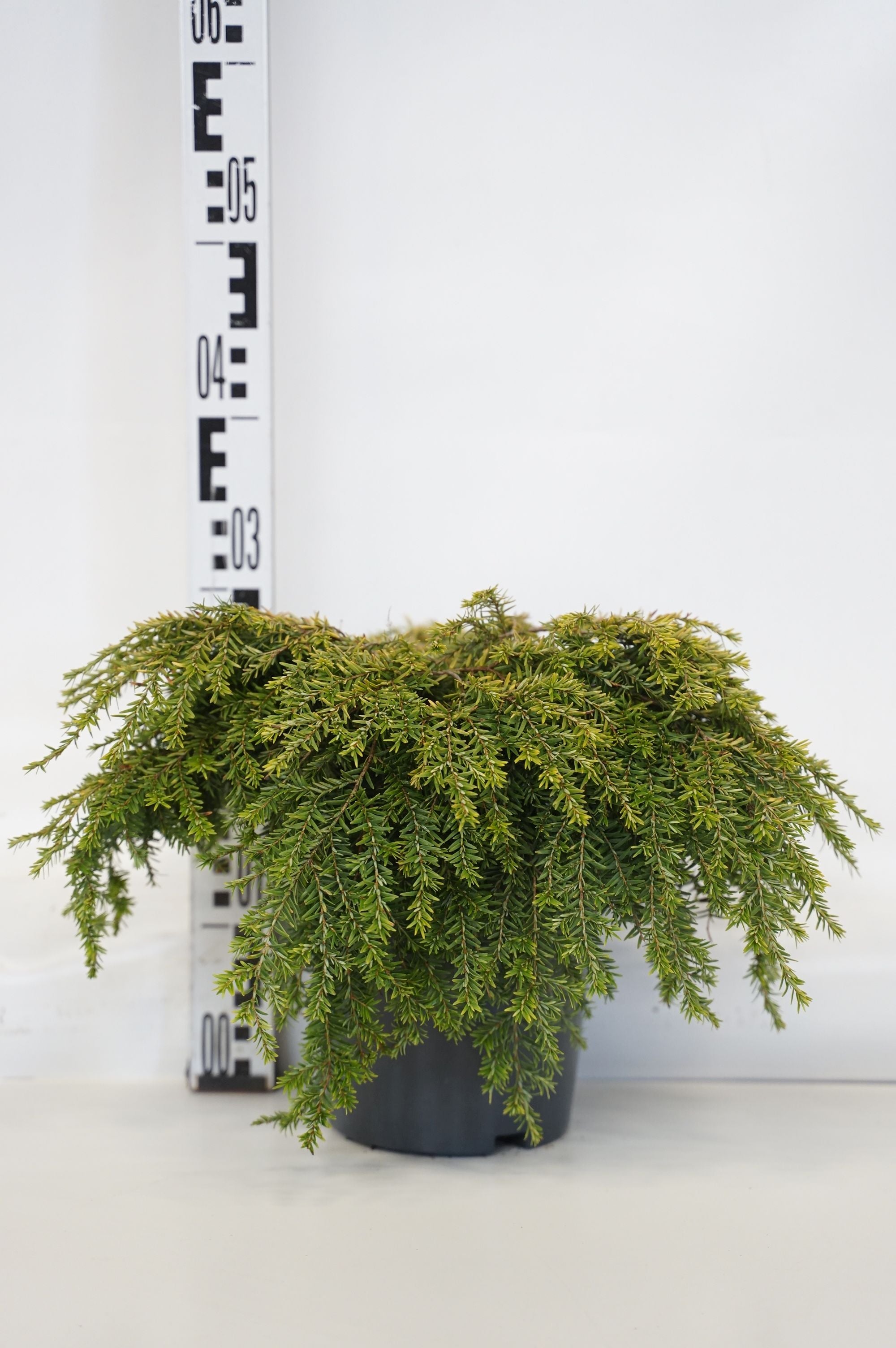 Hemlock can. &