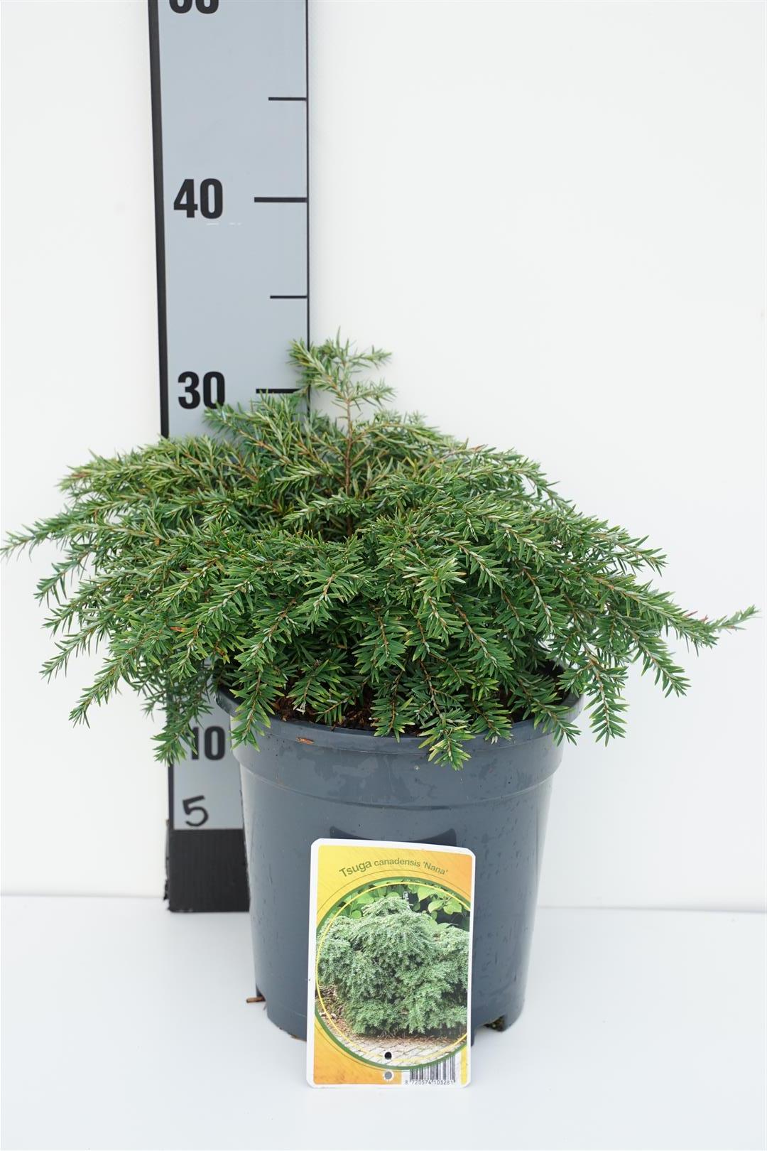 Hemlock can. &