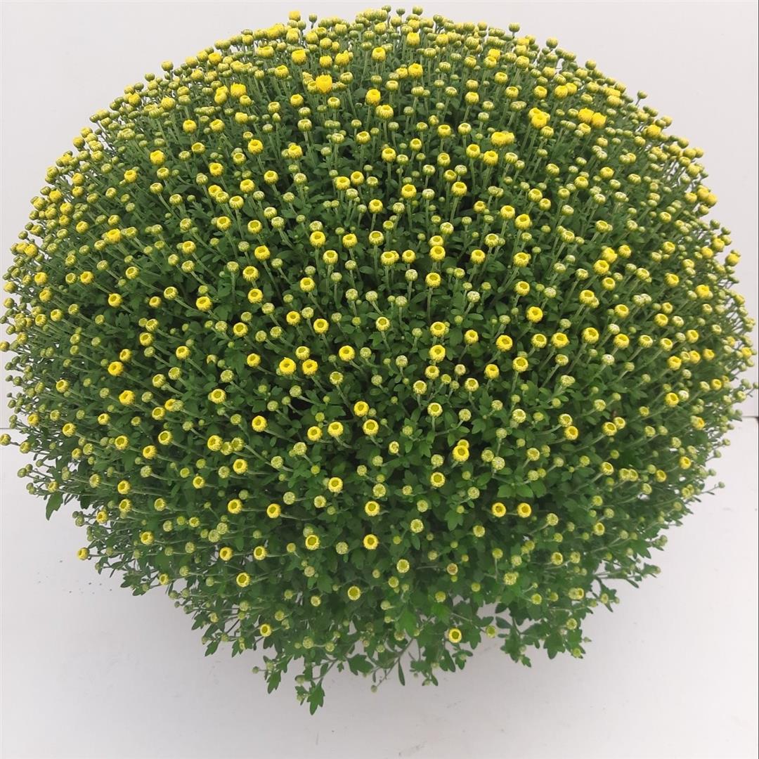 Ballchrysanthemum - C3/P19