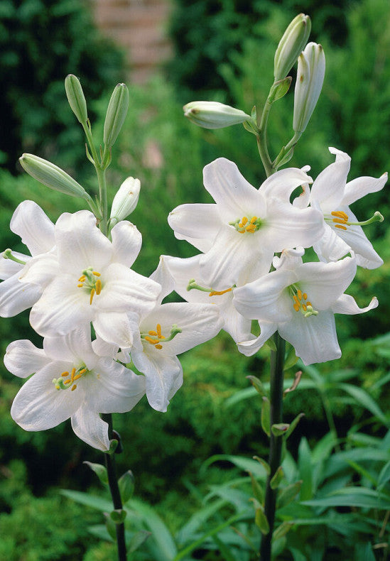 Lilium &