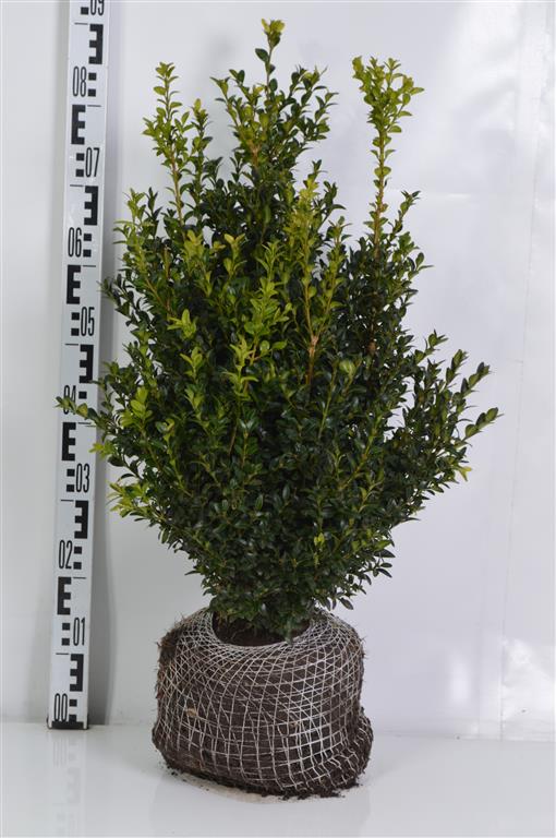 Buxbom sempervirens - 50-60 CM RB