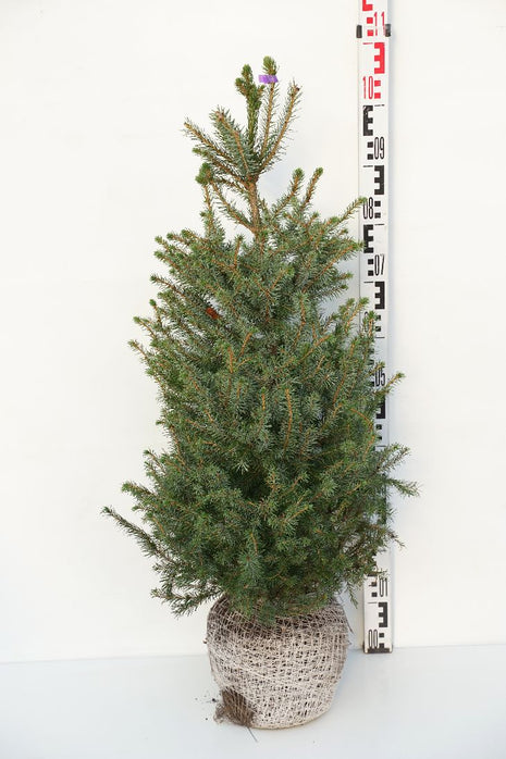 Picea omorika