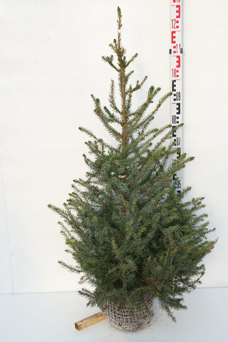 Picea omorika