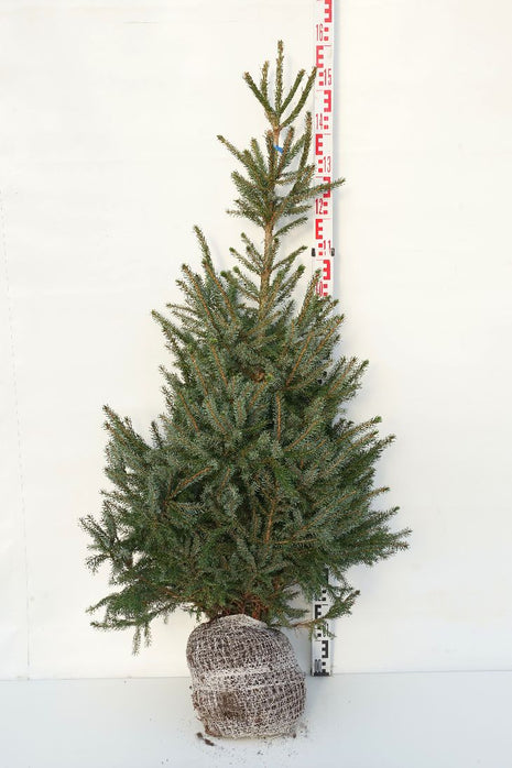 Picea omorika