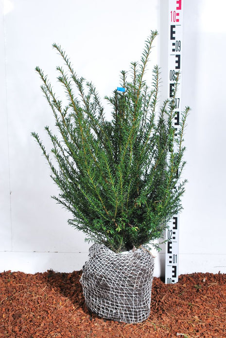 Taxus baccata