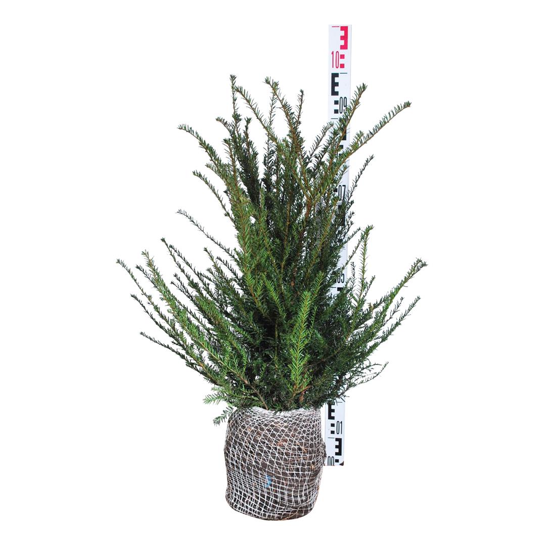 Idegran baccata - 50-60 CM RB