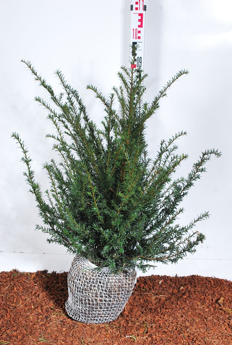 Idegran baccata - 60-80 CM RB