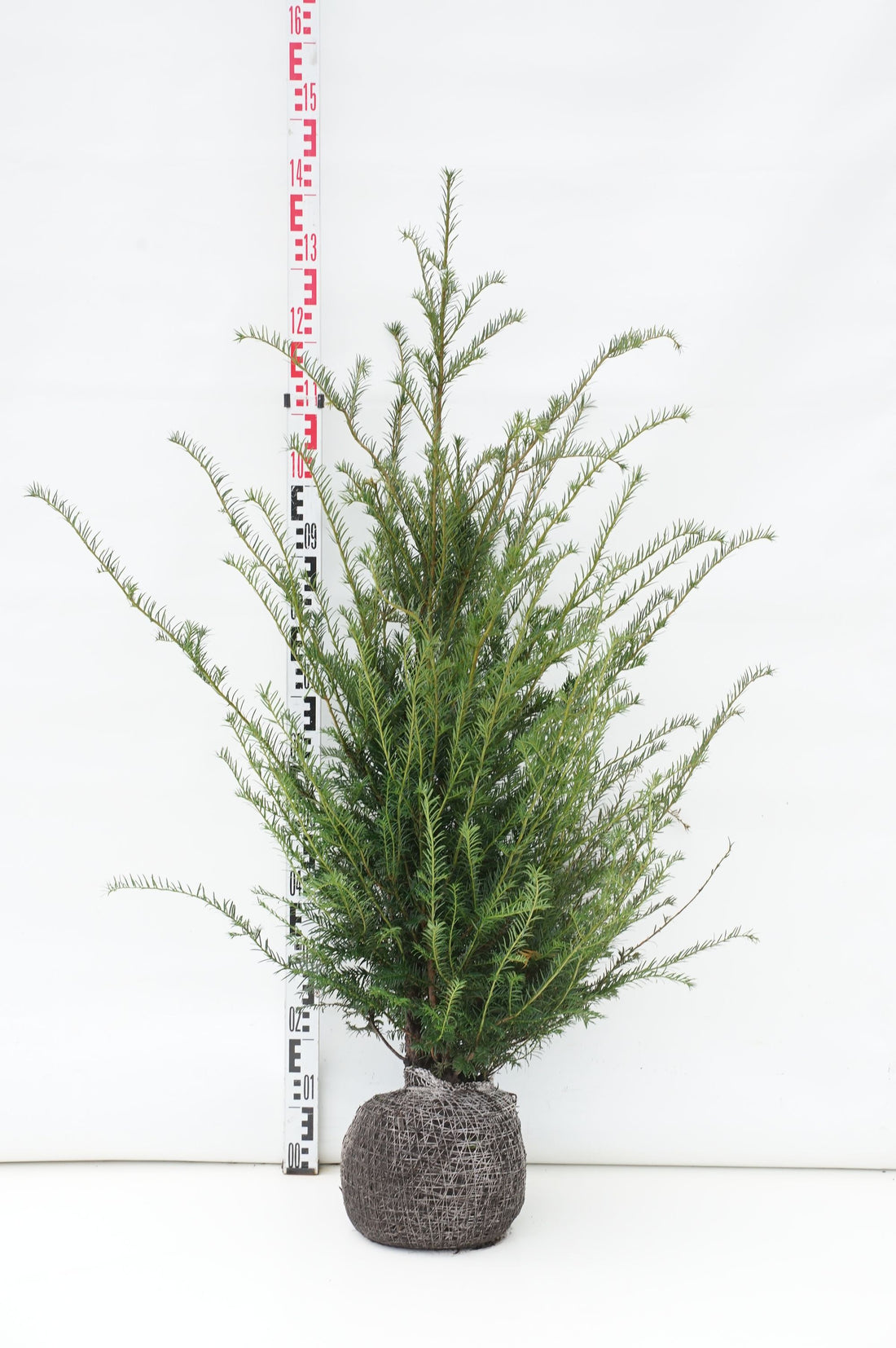 Idegran baccata - 100-125 CM RB