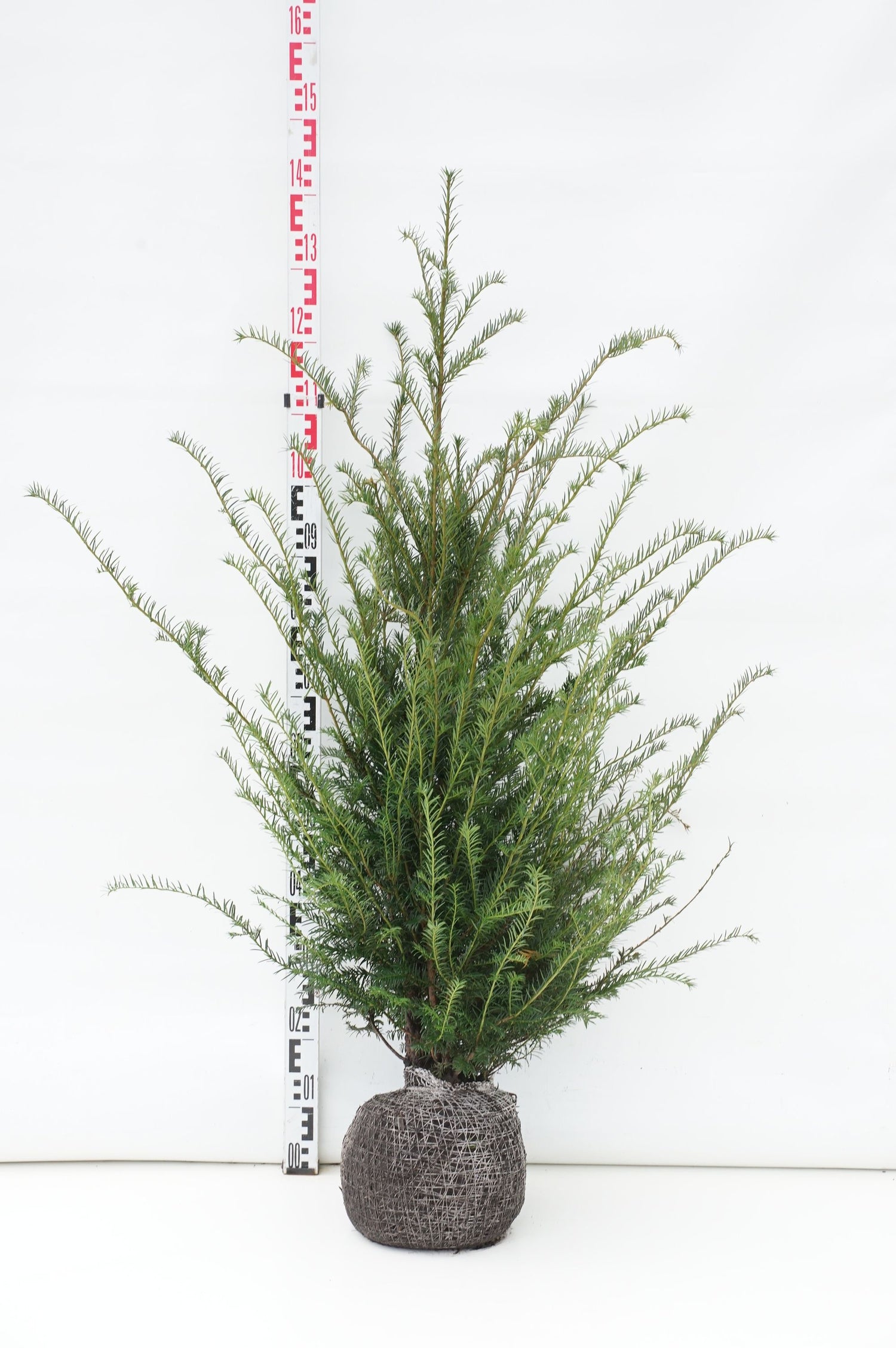 Idegran baccata - 100-125 CM RB